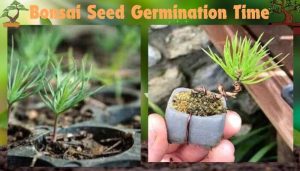Bonsai Seed Germination Time