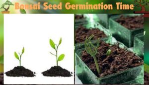 Bonsai Seed Germination Process