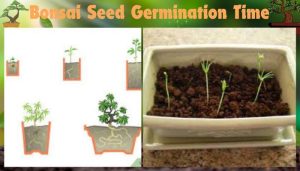Bonsai Seed Germination Time