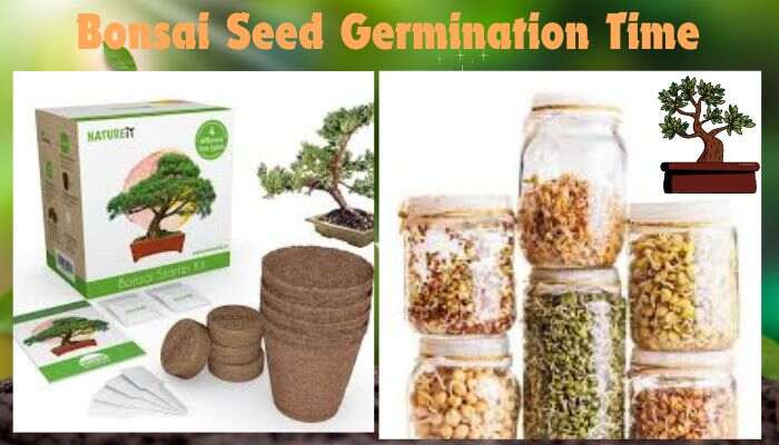 Bonsai Seed Germination Time