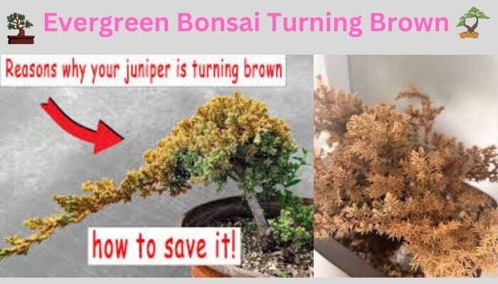 Evergreen Bonsai Turning Brown