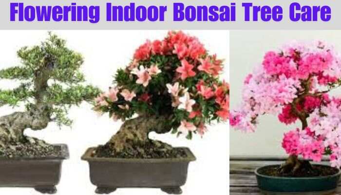Flowering Indoor Bonsai Tree Care