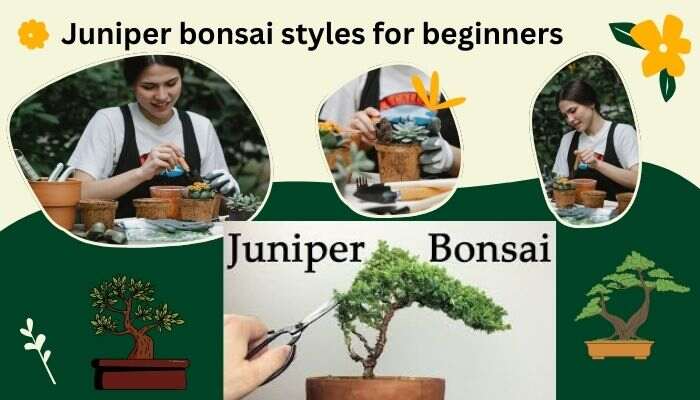 Juniper Bonsai Styles For Beginners Step By Step Complete Guide