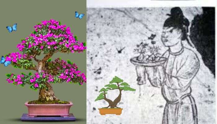 Where Are Bonsai Trees Found