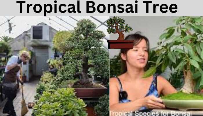 Best Tropical Bonsai Tree