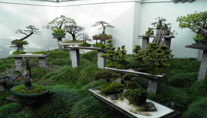 Best Small Bonsai Garden Ideas