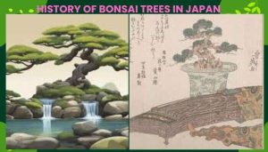History Of Bonsai Trees In Japan