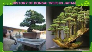 History Of Bonsai Trees In Japan