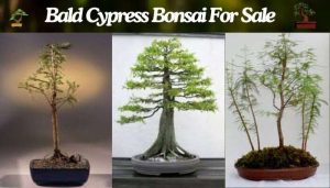 Bald Cypress Bonsai For Sale