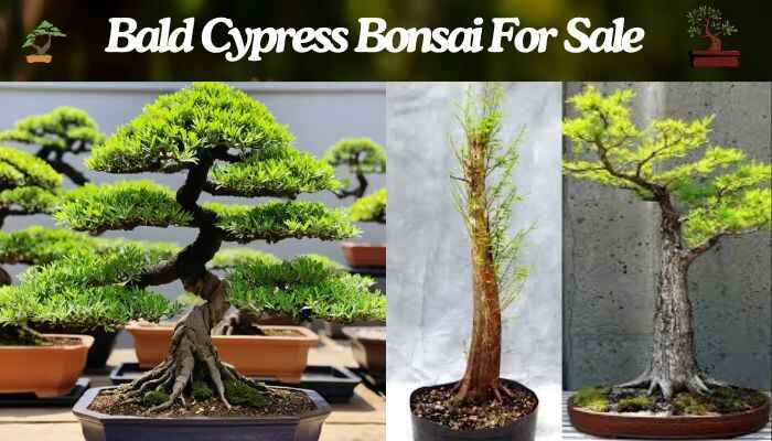 Bald Cypress Bonsai For Sale