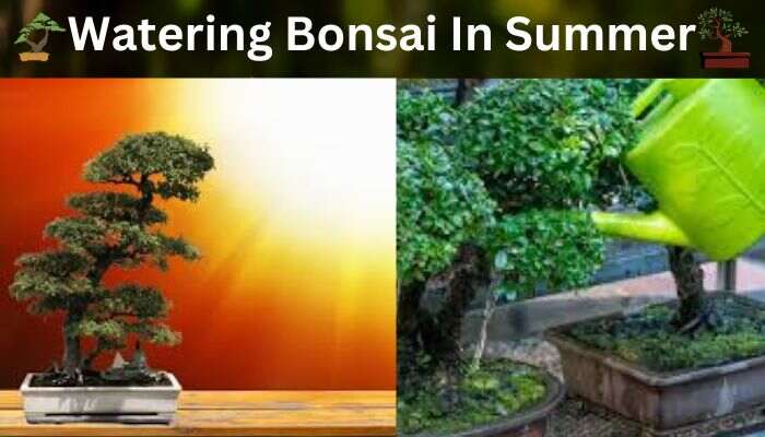 Watering Bonsai In Summer