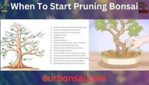 When To Start Pruning Bonsai