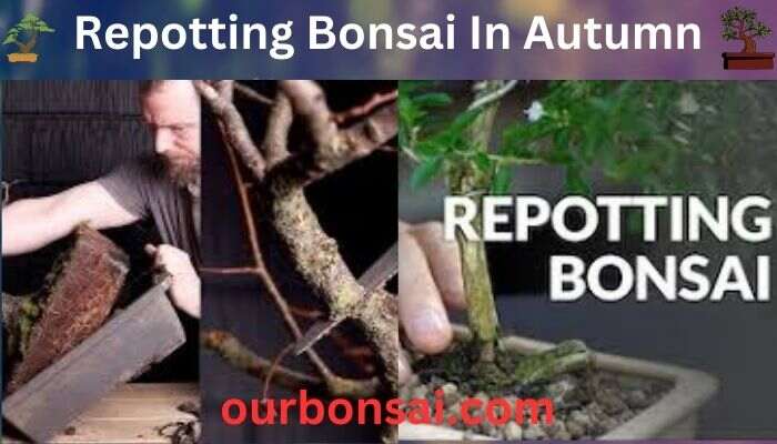 Repotting Bonsai In Autumn