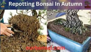 Repotting Bonsai In Autumn