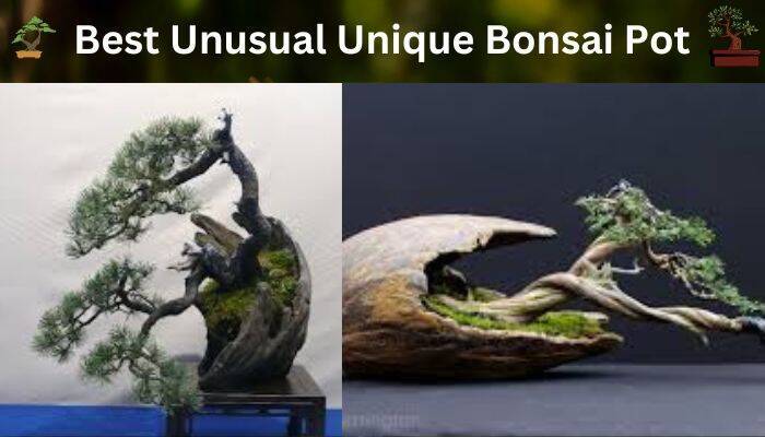 Best Unusual Unique Bonsai Pot
