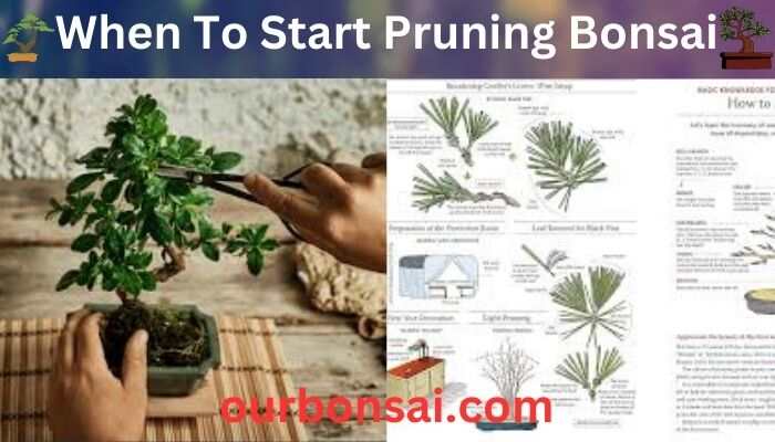 When To Start Pruning Bonsai