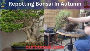 Repotting Bonsai In Autumn