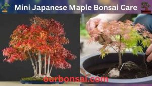 Mini Japanese Maple Bonsai Care