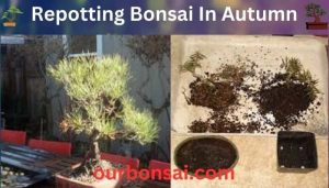 Repotting Bonsai In Autumn