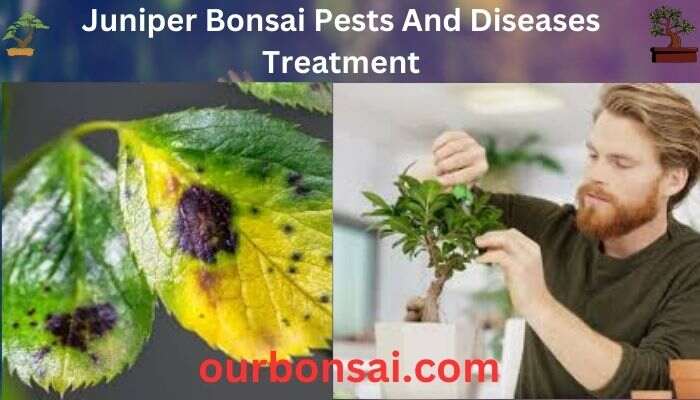 Juniper Bonsai Pests And Diseases Treatment