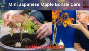 Mini Japanese Maple Bonsai Care