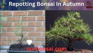 Repotting Bonsai In Autumn