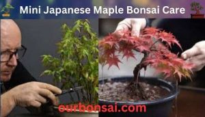 Mini Japanese Maple Bonsai Care
