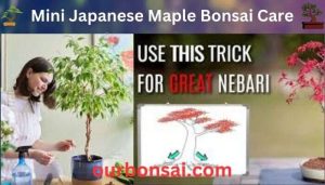 Mini Japanese Maple Bonsai Care
