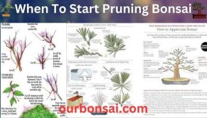 When To Start Pruning Bonsai
