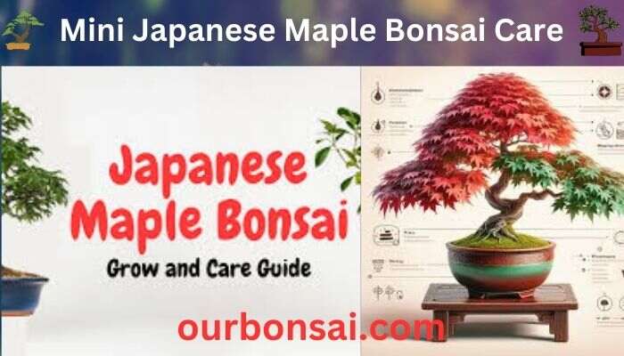 Mini Japanese Maple Bonsai Care