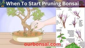 When To Start Pruning Bonsai