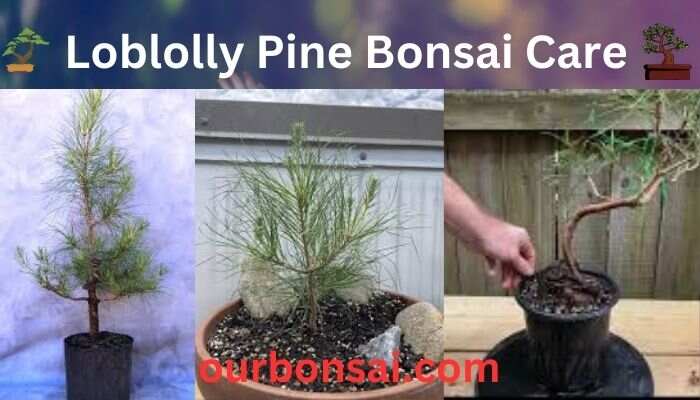 Loblolly Pine Bonsai Care