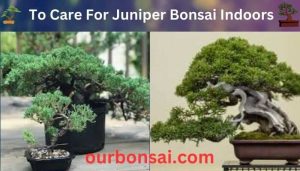 To Care For Juniper Bonsai Indoors