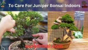 To Care For Juniper Bonsai Indoors