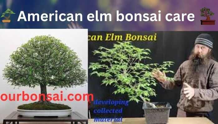 American Elm Bonsai Care