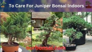 To Care For Juniper Bonsai Indoors