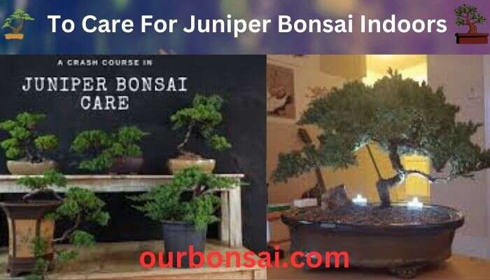 To Care For Juniper Bonsai Indoors