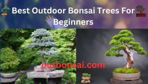 Best Outdoor Bonsai Trees For Beginners