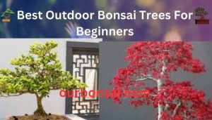 Best Outdoor Bonsai Trees For Beginners