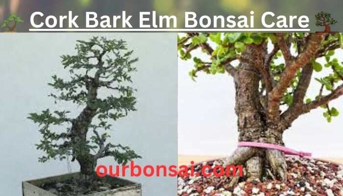 Cork Bark Elm Bonsai Care