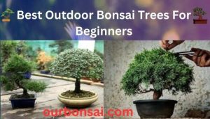 Best Outdoor Bonsai Trees For Beginners