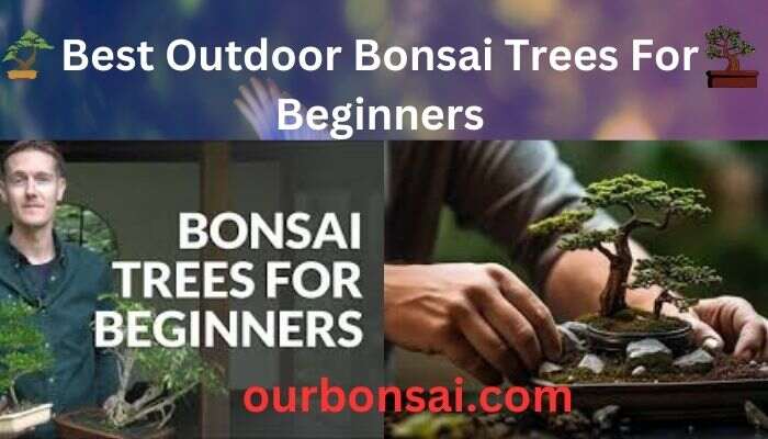 Best Outdoor Bonsai Trees For Beginners