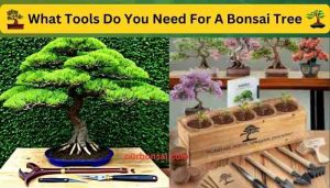 What Tools Do You Need For A Bonsai Tree