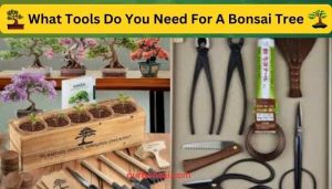 What Tools Do You Need For A Bonsai Tree