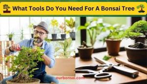 What Tools Do You Need For A Bonsai Tree