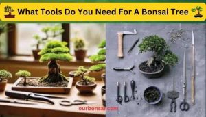 What Tools Do You Need For A Bonsai Tree