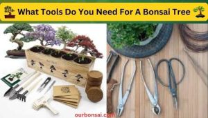 What Tools Do You Need For A Bonsai Tree