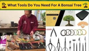 What Tools Do You Need For A Bonsai Tree