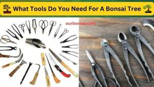 What Tools Do You Need For A Bonsai Tree