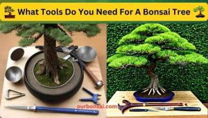 What Tools Do You Need For A Bonsai Tree